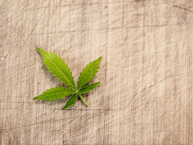 A cannabis leaf on a table