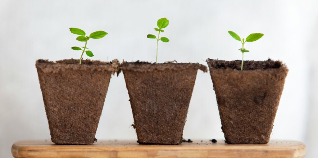 Three small plants in potting-out pots